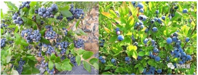 珍贵的果脯-蓝莓干(图6)